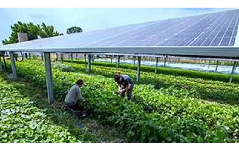 Vertical Solar Tech to Revolutionize Agriculture