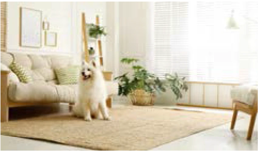 Essential Floor Rug Rules For Any Decor